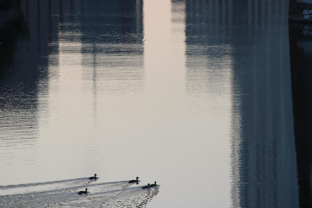 Ducks wade in Ladybird Lake on June 13, 2025.